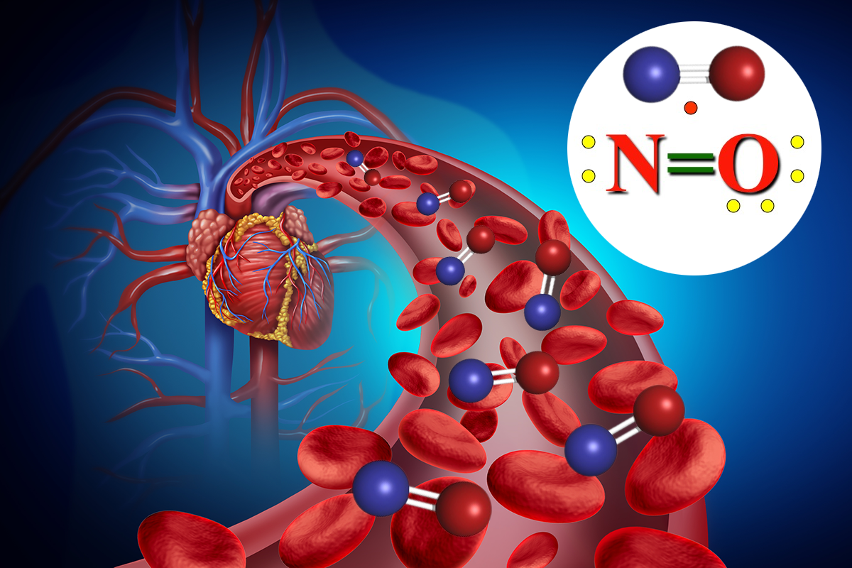 NitricOxide_bloodFlow