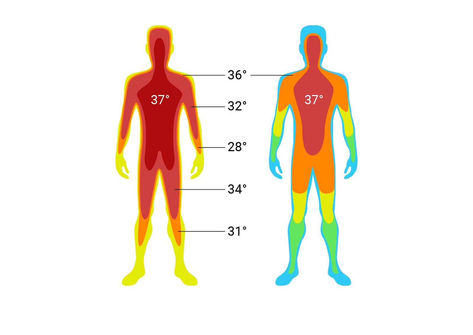 Thermogenicss