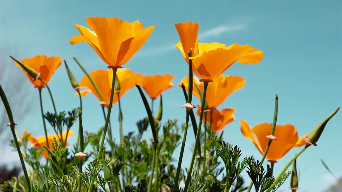 california poppy