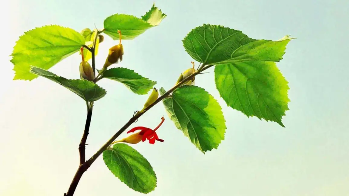 gymnema-sylvestre-benefits